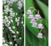 Thompson & Morgan Lily Of The Valley Collection 10 Pips