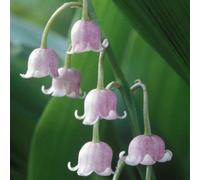 Thompson & Morgan Lily Of The Valley Pink 6 Pips