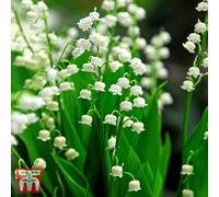 Thompson & Morgan Lily Of The Valley White 3 Pips