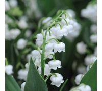 Thompson & Morgan Lily Of The Valley White 7 Pips