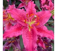 Thompson & Morgan Lily Old Fashioned Speckles Collection x 9 Bulbs