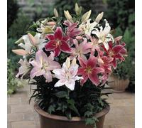 Thompson & Morgan Lily Oriental Bumper Mix 100 Bulbs - Summer Flowering