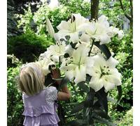 Thompson & Morgan Lily Pretty Woman 5 Bulbs + 5 Packets Of Flower Seeds