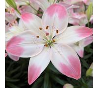 Thompson & Morgan Lily Sugar Love x 6 Bulbs
