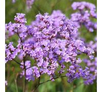 Thompson & Morgan Limonium Gmelinii Siberian Statice Seeds - Hardy Perennial Cut & Dried Flower Rock Garden Sandy Soil - 50 Seeds