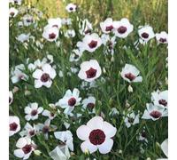 Thompson & Morgan Linum Bright Eyes 1 Seed Packet, White