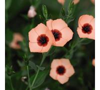 Thompson & Morgan Linum Salmon Bright Eyes 1 Seed Packet, Pink