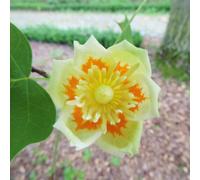Thompson & Morgan Liriodendron (Tulip Tree) Tulipifera 9Cm Pot X 1