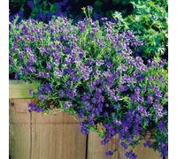 Thompson & Morgan Lithodora Diffusa Heavenly Blue 1 Litre Potted Plant X 1