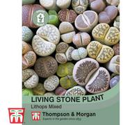 Thompson & Morgan Living Stone Plant 1 Seed Packet (6 Seeds)