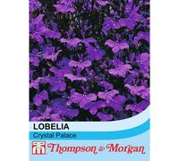 Thompson & Morgan Lobelia Crystal Palace 1 Packet (1000 Seeds), Blue