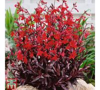 Thompson & Morgan Lobelia Queen Victoria 24 Plug Plants