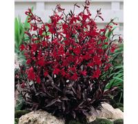 Thompson & Morgan Lobelia Queen Victoria 9Cm Potted Plant X 1
