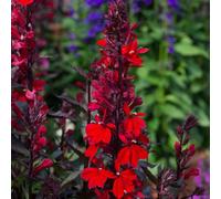 Thompson & Morgan Lobelia Queen Victoria 9Cm Potted Plant X 6