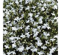 Thompson & Morgan Lobelia Snowball 1 Packet (1000 Seeds)