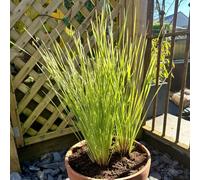 Thompson and Morgan Lomandra Arctic Frost Plant Pot 9cm 3 Pack - Size: 90 x 60 x 90cm - Green - Thompson & Morgan - Wilko