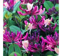 Thompson & Morgan Lonicera (Honeysuckle) japonica Darts World 3 Litre Potted Plant x 1, Pink