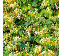 Thompson & Morgan Lonicera (Honeysuckle) Periclymenum Graham Thomas 3 Litre Potted Plant X 1