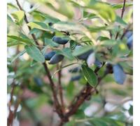 Thompson & Morgan Lonicera Kamtschatica Balalaika 3.6 Litre Potted Plant X 1