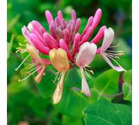 Thompson & Morgan Lonicera Periclymenum Serotina 9Cm Pot X 1