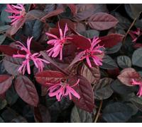 Thompson & Morgan Loropetalum Chinense Fire Dance 15Cm Potted Plant X 1