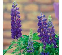 Thompson & Morgan Lupin Gallery Blue 1 Litre Potted Plant X 1