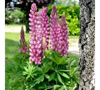 Thompson & Morgan Lupin Gallery Pink 3 Litre Potted Plant X 1