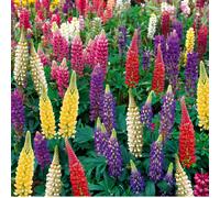 Thompson & Morgan Lupin Legendary Hybrids Mix 9cm x 3