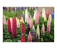 Thompson & Morgan Lupin Russell Hybrids 12 Bare Roots