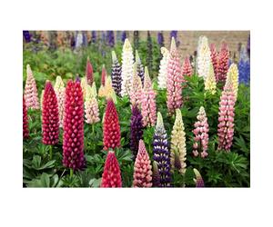 Thompson & Morgan Lupin Russell Hybrids 12 Bare Roots
