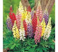 Thompson & Morgan Lupin Russell Hybrids 3 Bare Roots