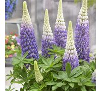 Thompson & Morgan Lupin West Country 3 Litre Pot x 1 RACHEL DE THAME
