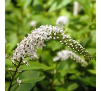 Thompson & Morgan Lysimachia Ephemerum 9Cm Potted Plant X 1