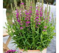Thompson & Morgan Lythrum Salicaria Robert - Vibrant Rose Pink Marginal Aquatic Damp Borders Pond Margins (1X9Cm Pot)