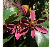 Thompson & Morgan Magnolia Figo Stellar Ruby 3 Litre Potted Plant X 1