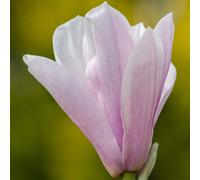 Thompson & Morgan Magnolia Heaven Scent 3.5 Litre Potted Plant X 1