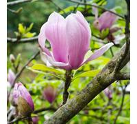 Thompson & Morgan Magnolia Soulangeana Mini Std 7 Litre Potted Plant X 1