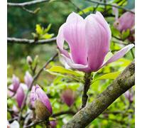 Thompson & Morgan Magnolia Soulangeana Plant - Perfumed Goblet Blooms In Spring - Ideal For Smaller Gardens - 3 Litre Pot