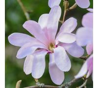 Thompson & Morgan Magnolia Stellata Rosea - Soft Pink Blooms Compact Habit For Small Gardens 1X 3.5L Pot