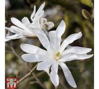 Thompson & Morgan Magnolia Stellata (Star Magnolia) 3 Litre Potted Plant X 2