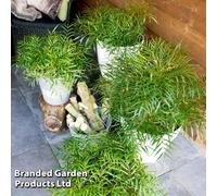 Thompson & Morgan Mahonia Eurybracteata Soft Caress 3.6 Litre Potted Plant X 1