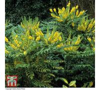 Thompson & Morgan Mahonia Winter Sun 9Cm Pot X 2