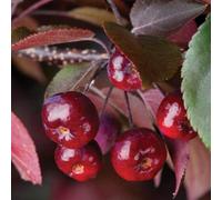 Thompson & Morgan Malus (Crab Apple) Royalty 12 Litre Pot X 1