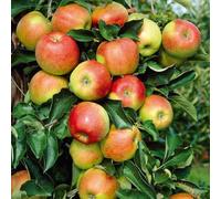 Thompson & Morgan Malus Jonagold Apple Tree - Large Crisp Fruits Sweet-Tart Flavor Eating Cooking Juicing Cider Pollination Group 3-1X 5L Pot