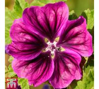Thompson & Morgan Malva Magic Hollyhock 1 Seed Packet (100 Seeds)