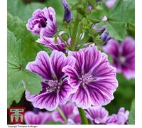 Thompson & Morgan Malva Sylvestris Zebrina 1 Packet (50 Seeds)