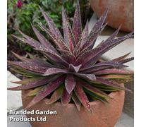 Thompson & Morgan Mangave Blazing Saddles 9cm Potted Plant x 1 (Peat Free), Purple