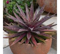 Thompson & Morgan Mangave Blazing Saddles 9cm Potted Plant x 3, Purple