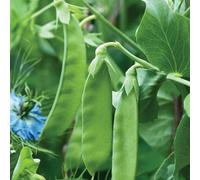 Thompson & Morgan Mangetout Pea Snow Wind 1 Packet (125 Seeds), Green