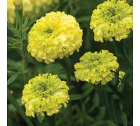 Thompson & Morgan Marigold African F1 Key Lime - Unique Lime-Yellow Blooms Long-Stemmed Borders & Cut Flowers Easy Grow Summer Colour 1X Seed Packet